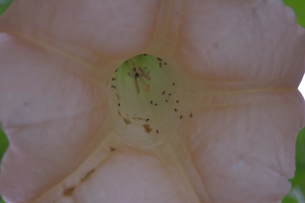 Brugmansia X Candida