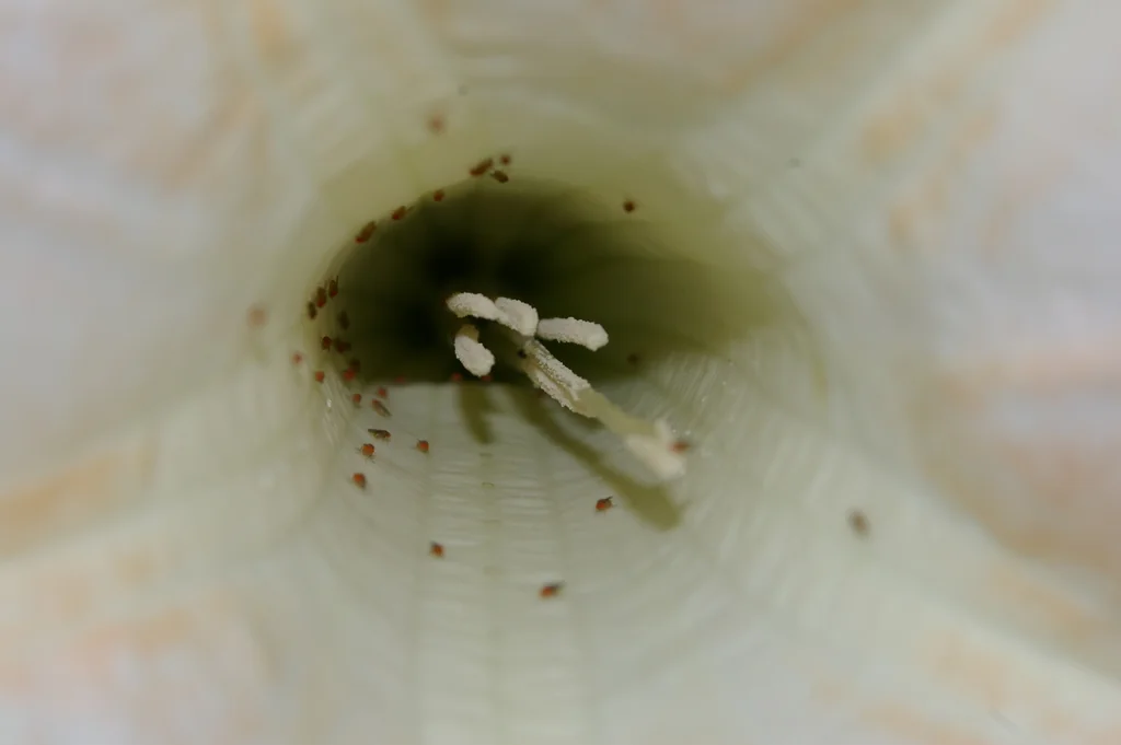 Brugmansia X Candida