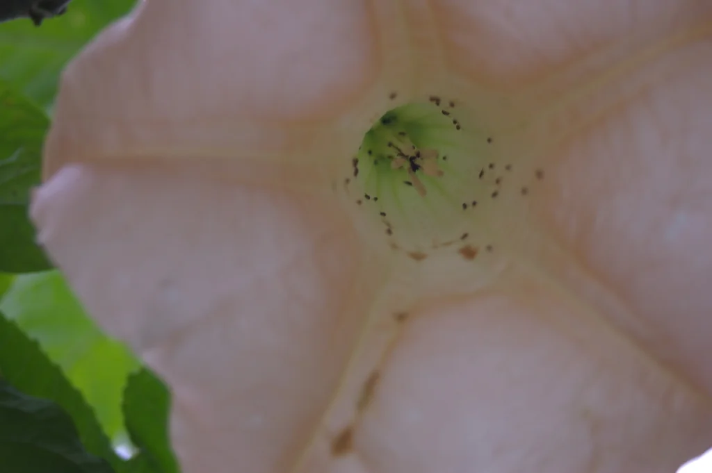 Brugmansia X Candida