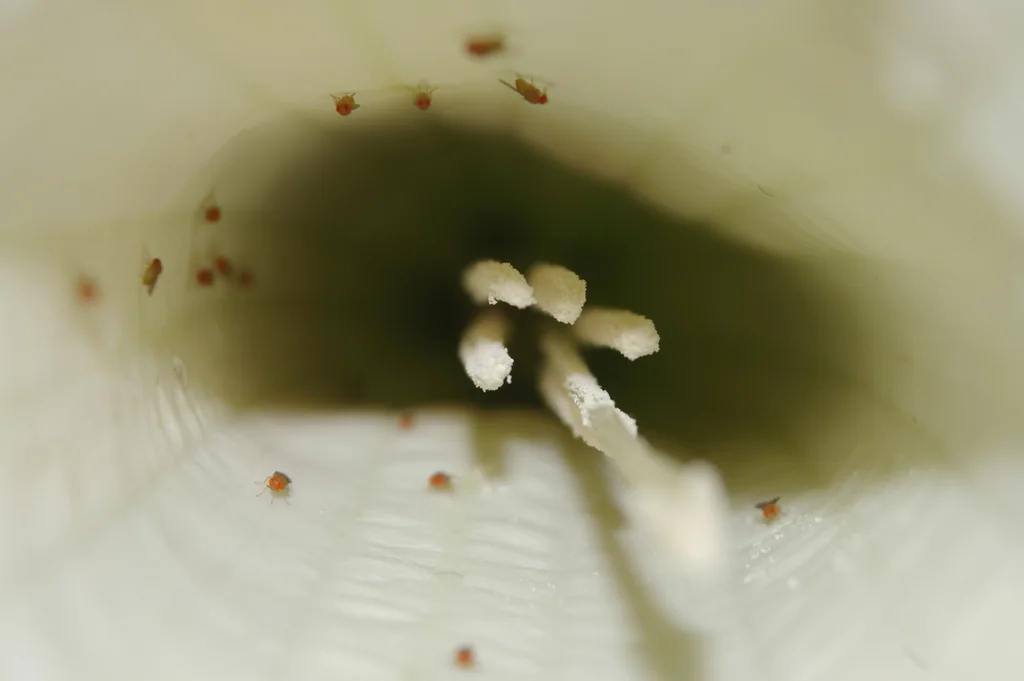 Brugmansia X Candida