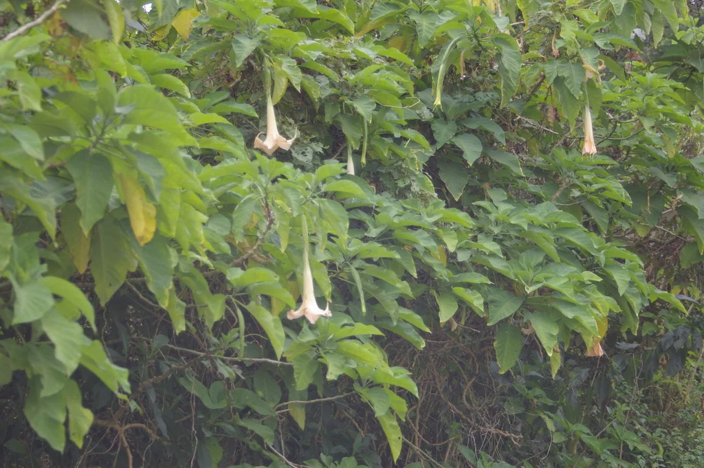 Brugmansia X Candida