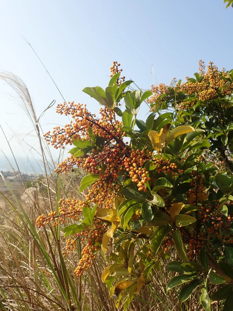 Schefflera Arboricola