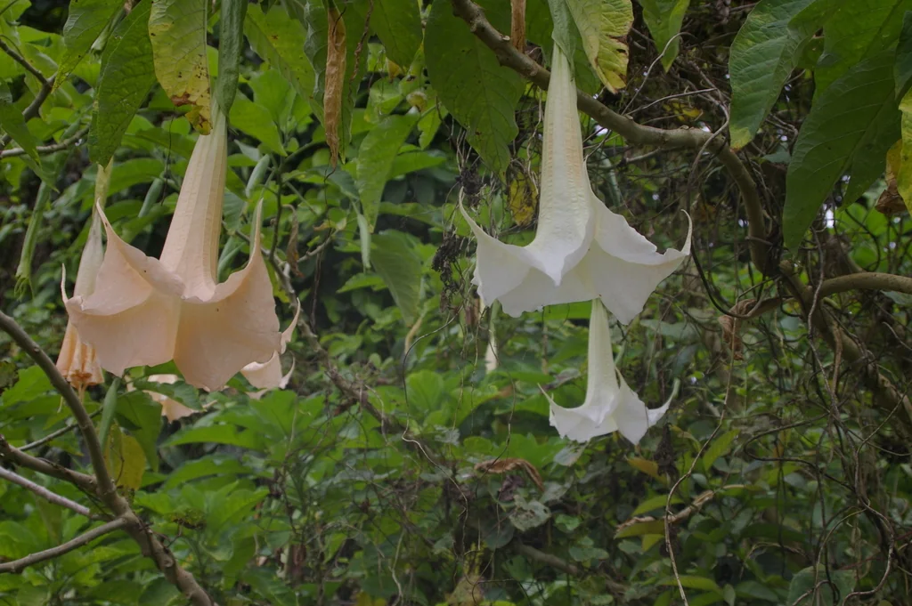 Brugmansia X Candida