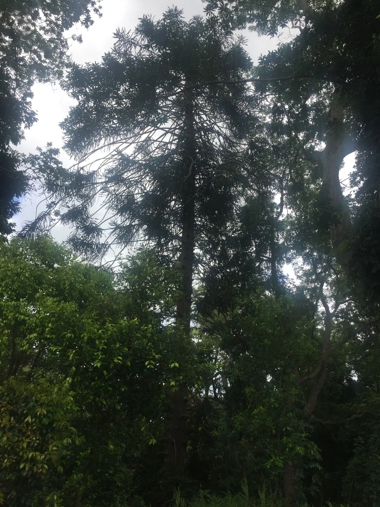 Araucaria Bidwillii