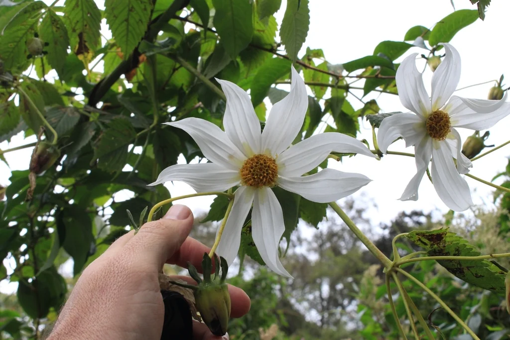 Dahlia Imperialis