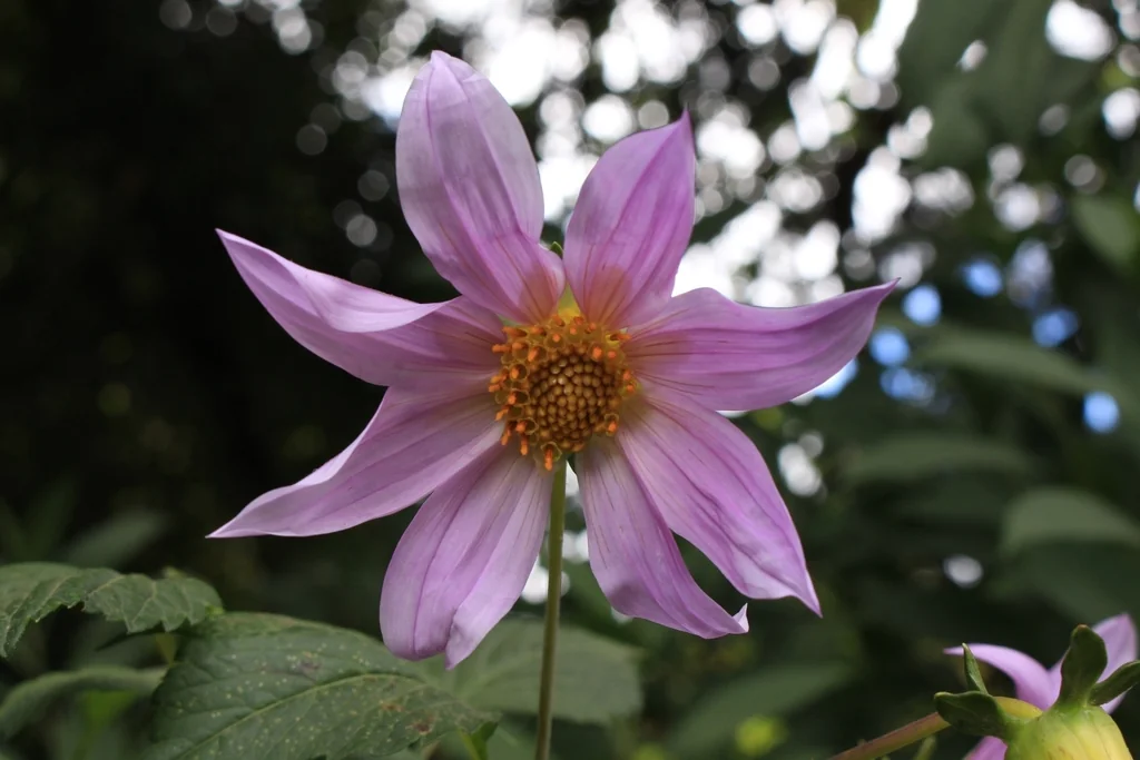 Dahlia Imperialis