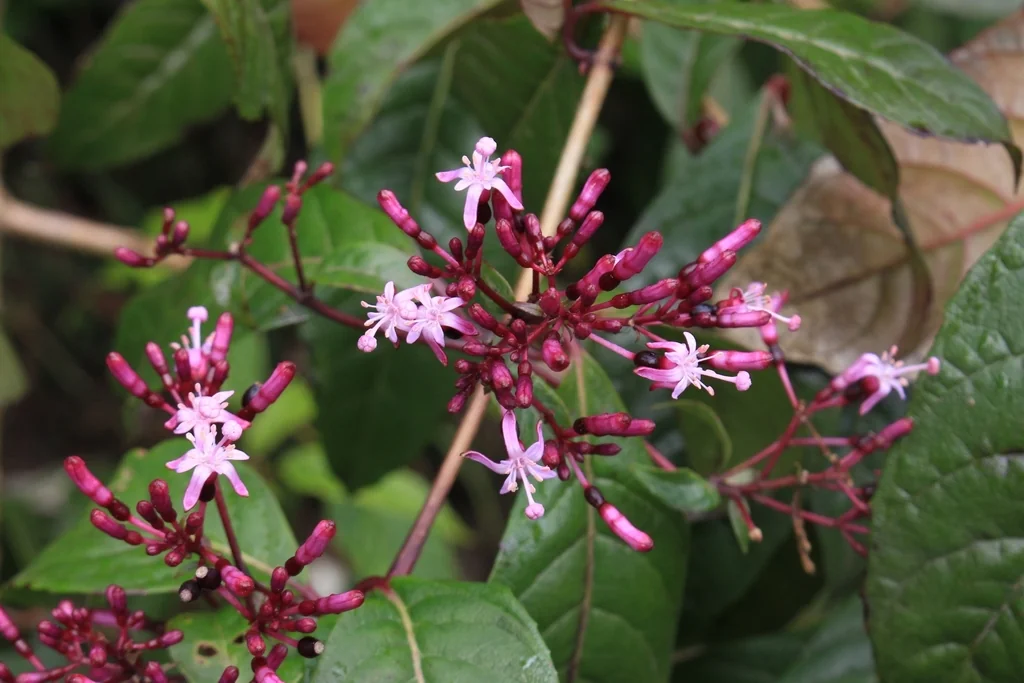 Fuchsia Paniculata