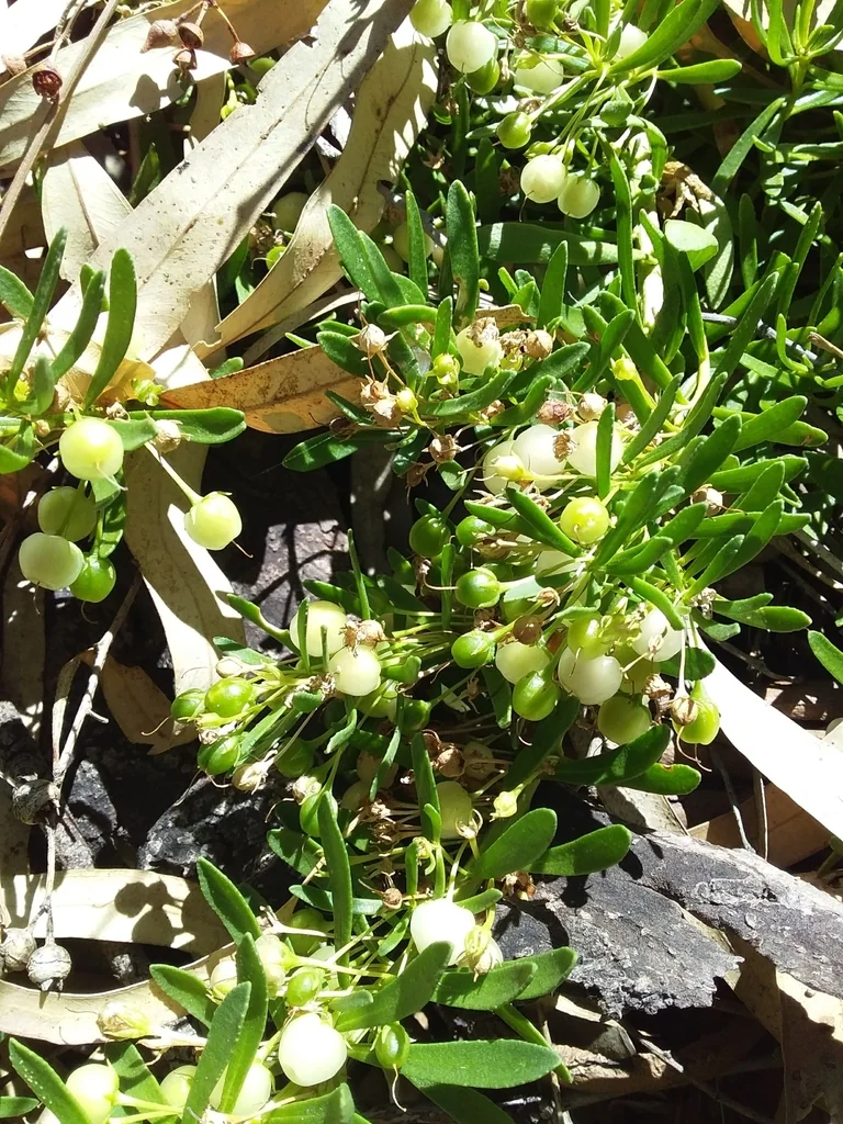 Myoporum Parvifolium