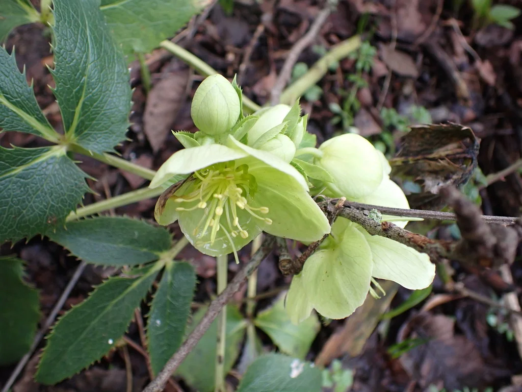 Helleborus Argutifolius