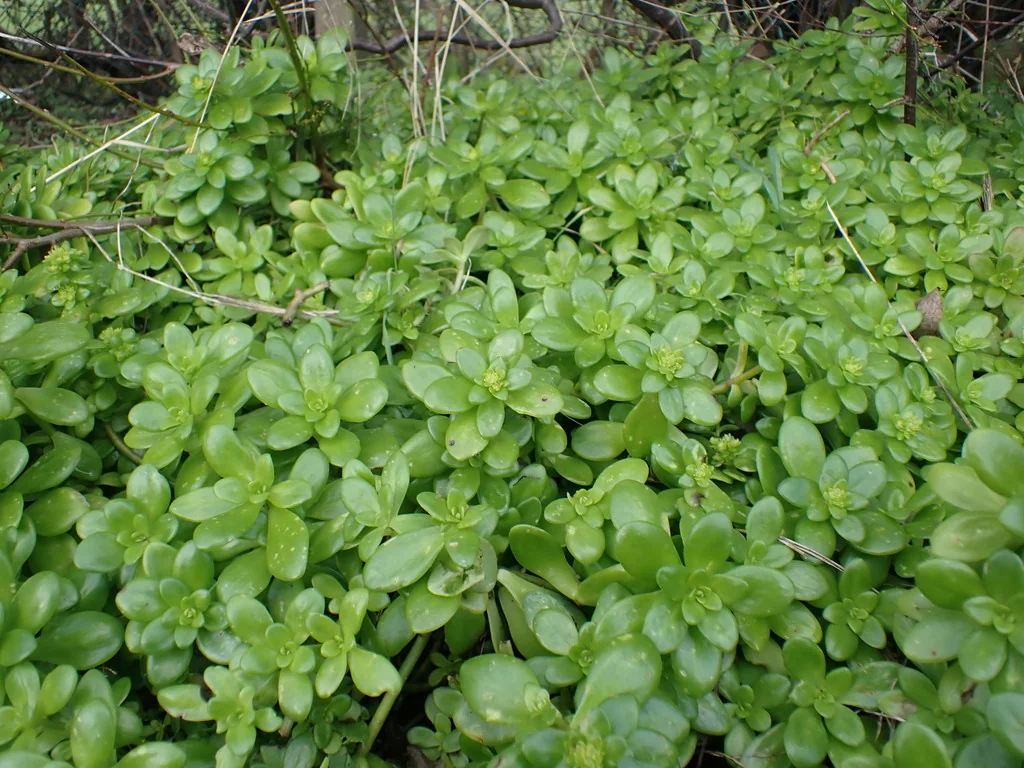 Sedum Confusum