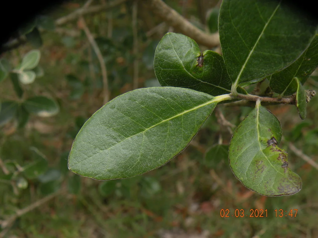 Feijoa sellowiana