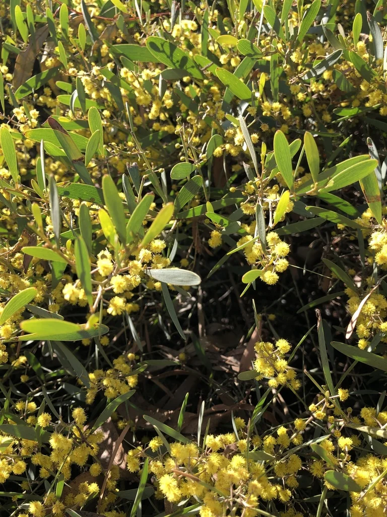 Acacia Redolens