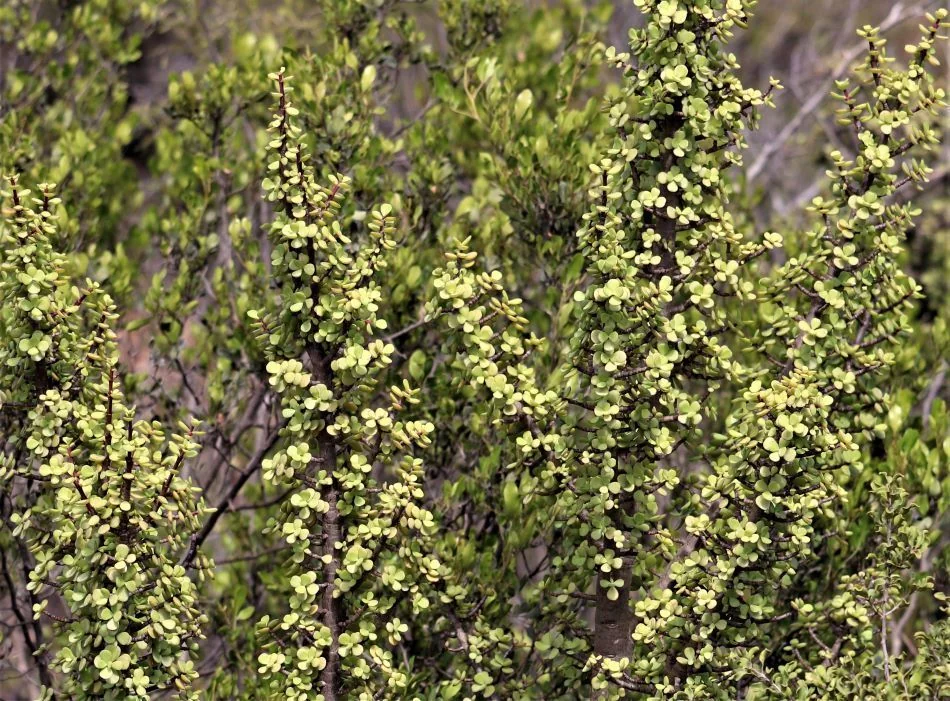 Portulacaria Afra