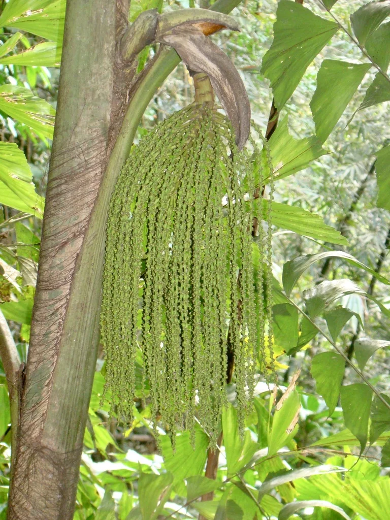 Caryota Mitis