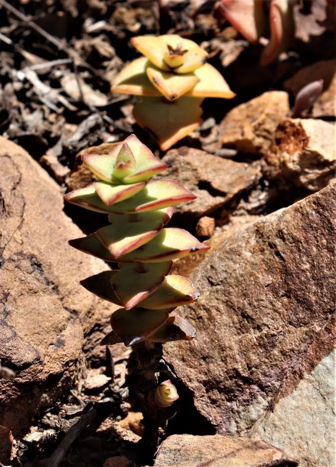 Crassula Perforata