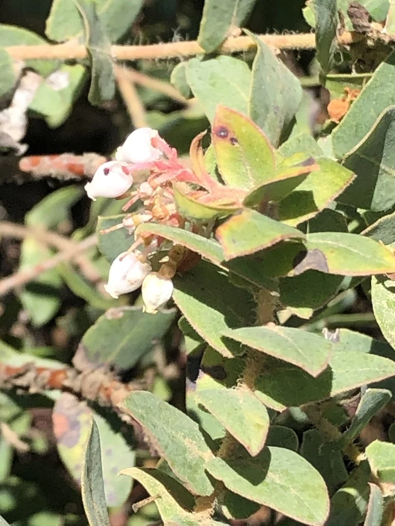 Arctostaphylos Pajaroensis