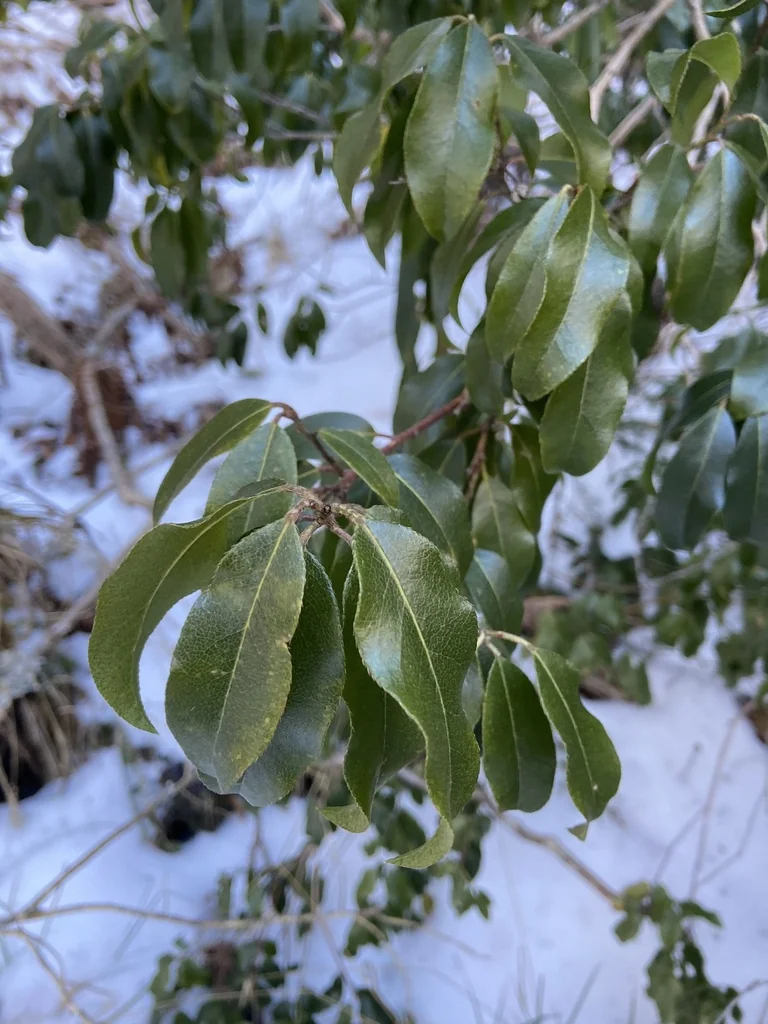 Pieris Floribunda