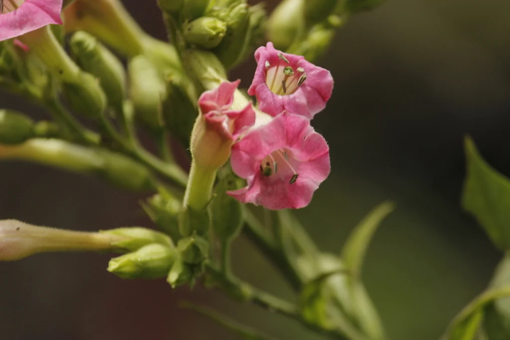 Nicotiana Tabacum