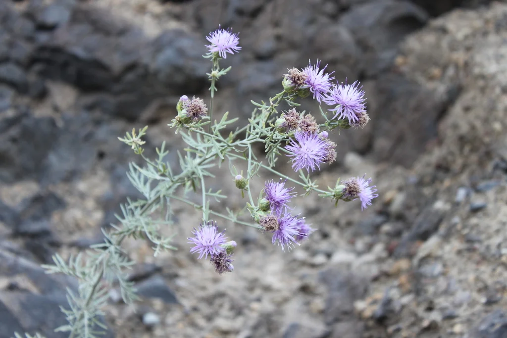 Centaurea Cineraria