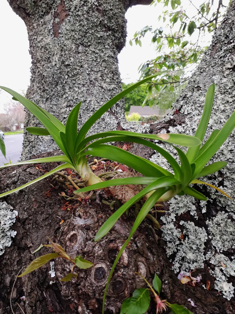 Agapanthus Praecox Orientalis
