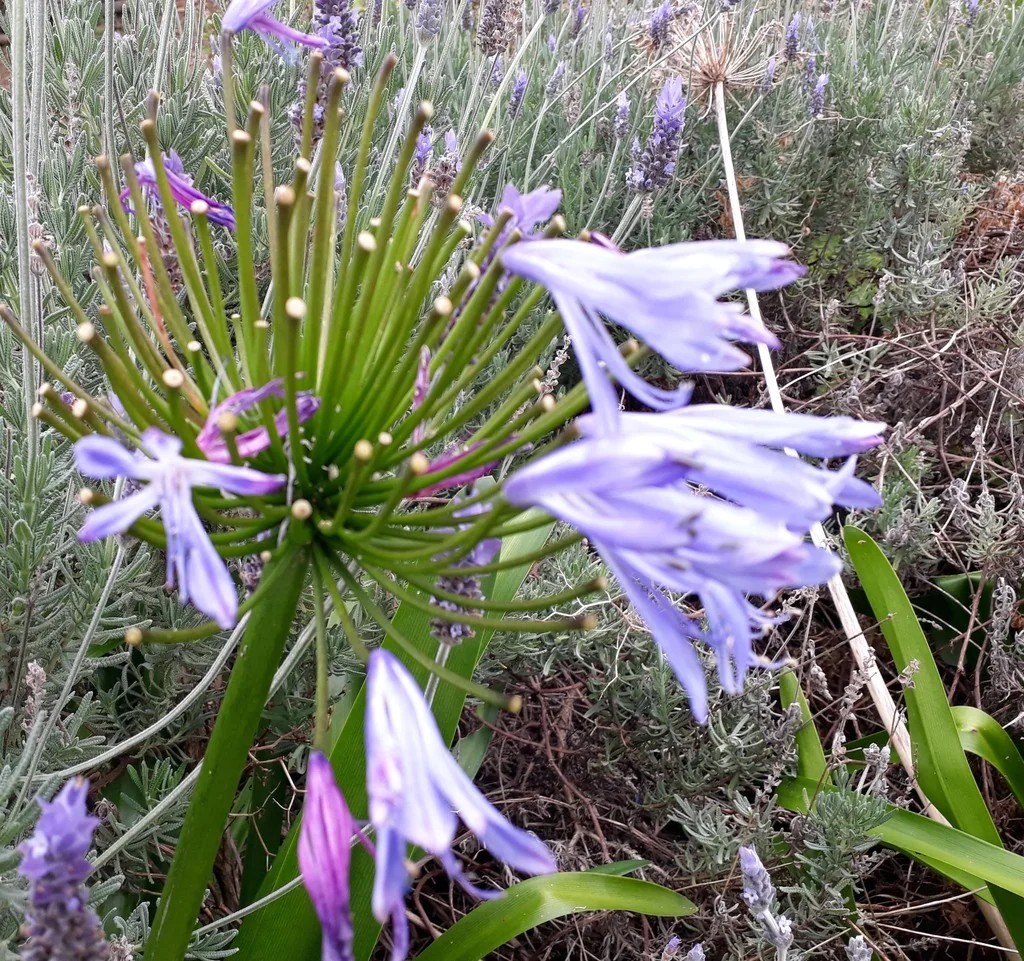 Agapanthus Praecox Orientalis