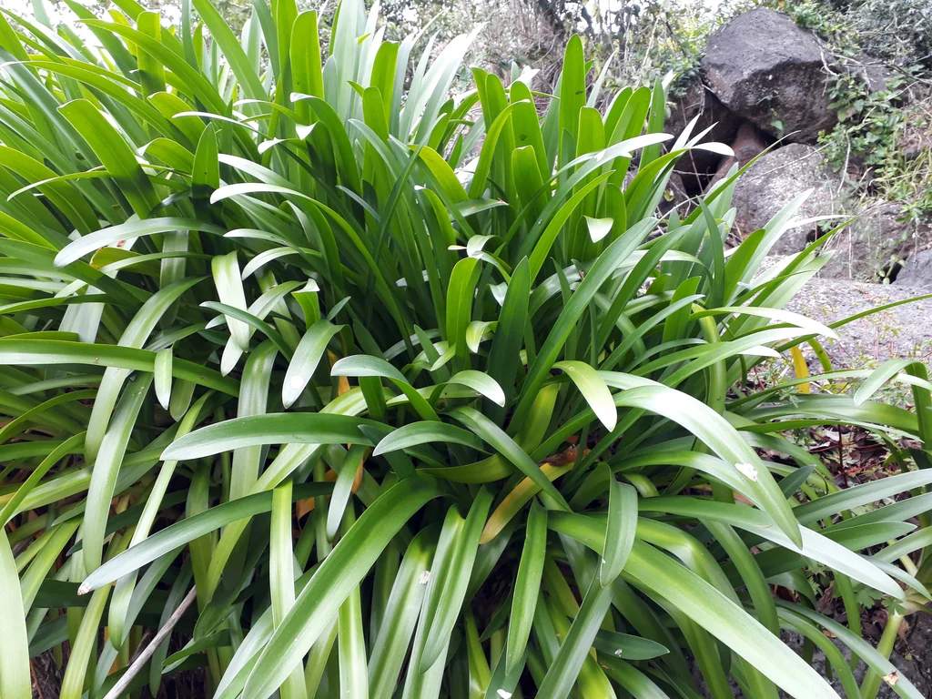 Agapanthus Praecox Orientalis