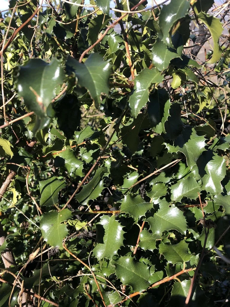 Prunus Ilicifolia Ssp. Ilicifolia