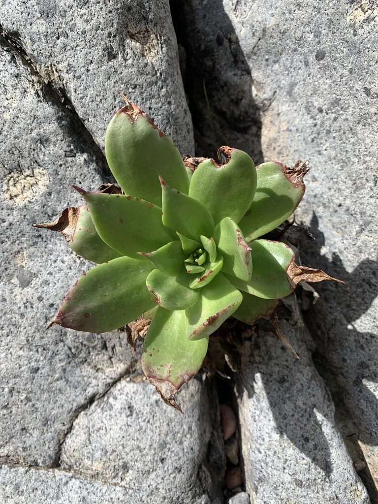 Dudleya Brittonii