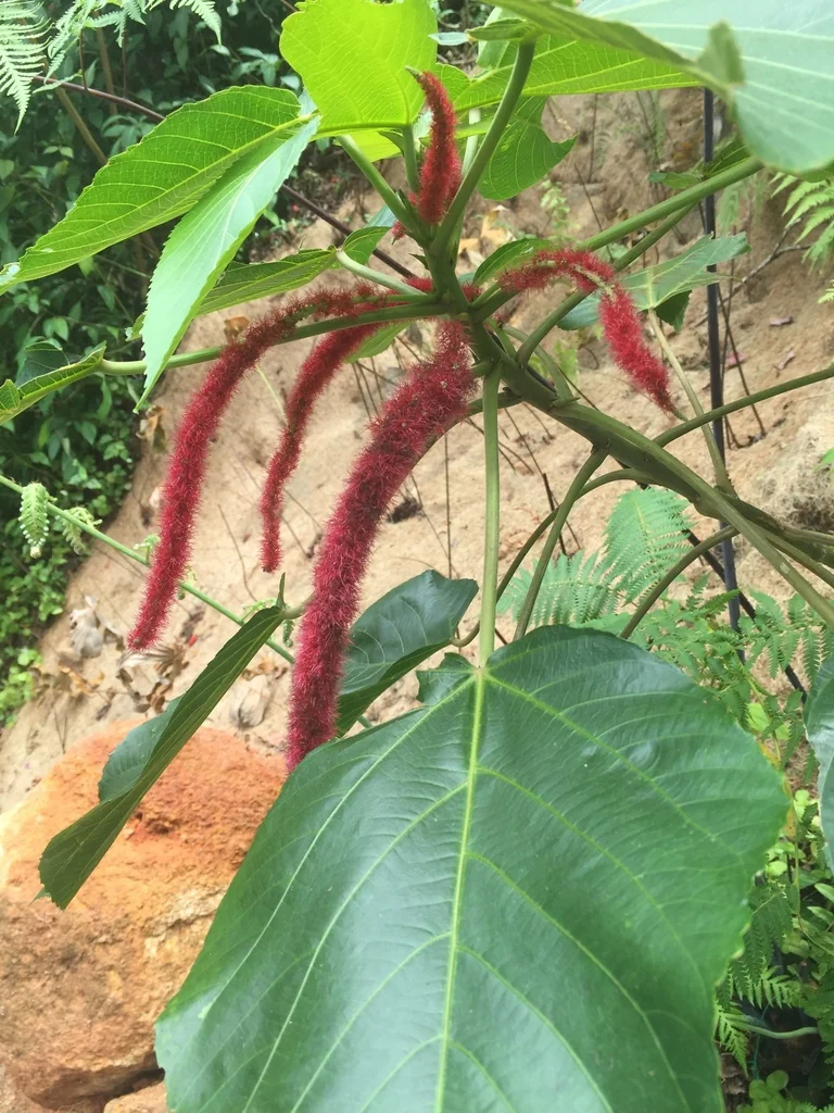 Acalypha hispida