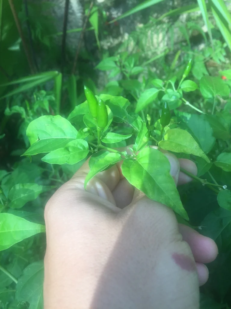 Capsicum Frutescens