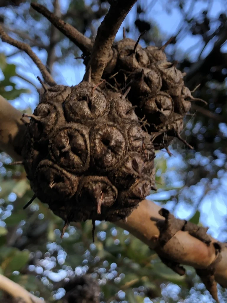 Eucalyptus Conferruminata