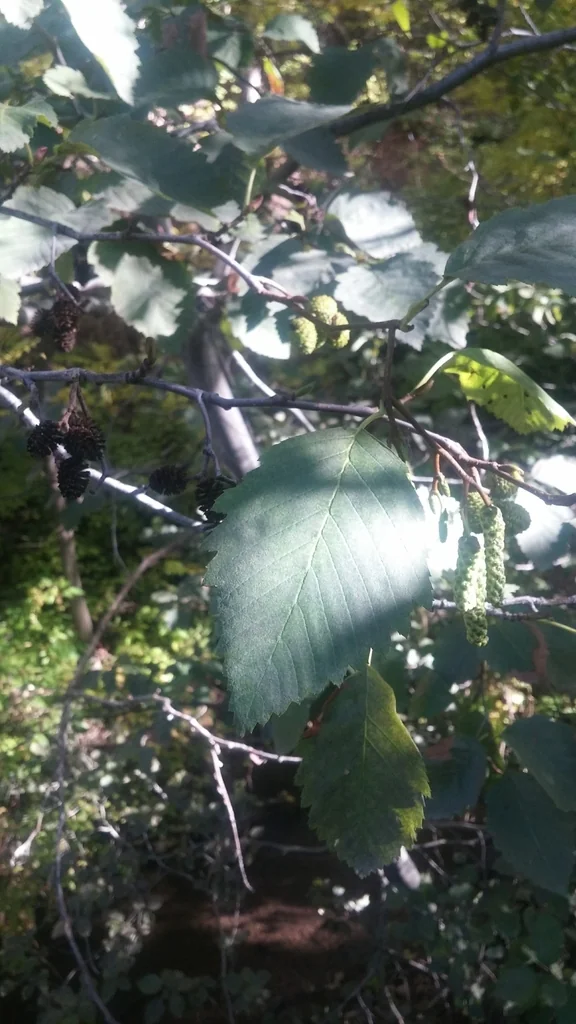 Alnus Incana Ssp. Tenuifolia