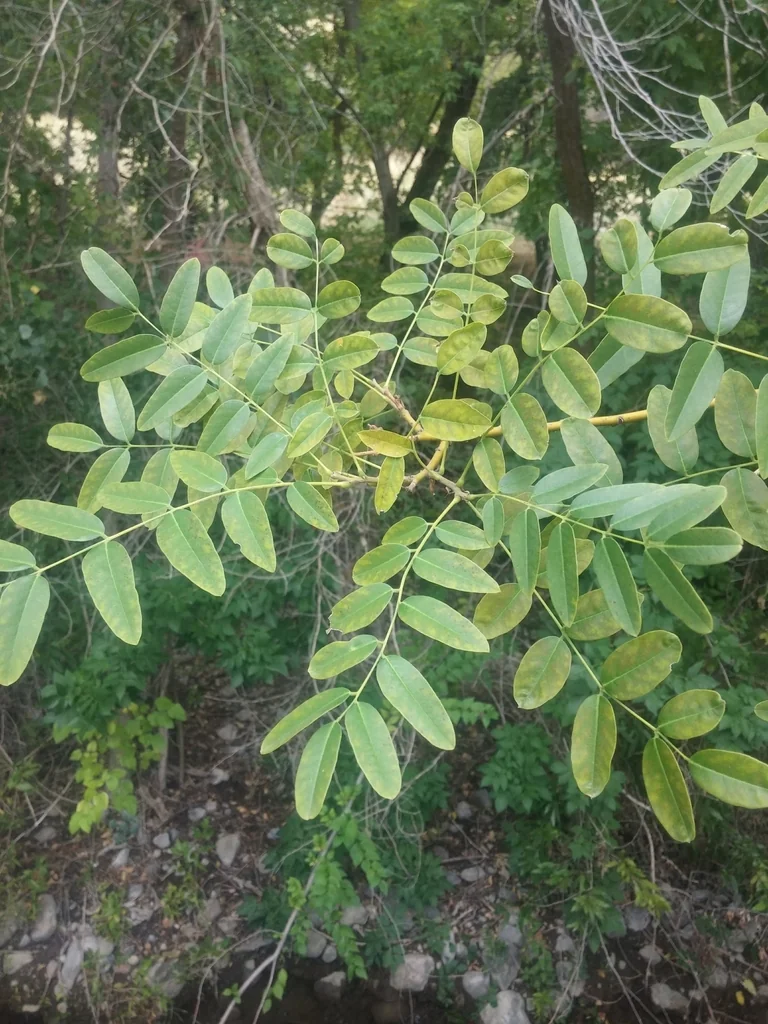 Styphnolobium Japonicum