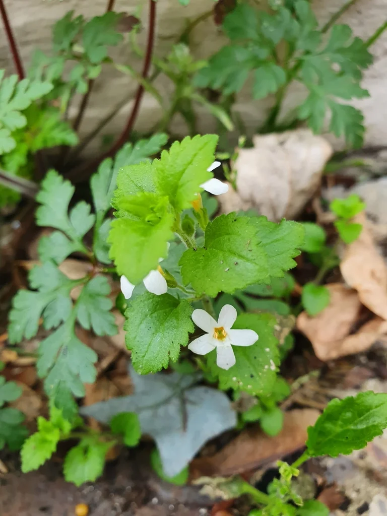 Sutera cordata