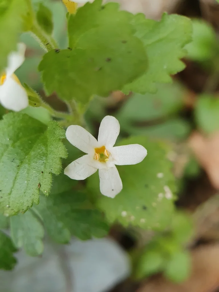 Sutera cordata