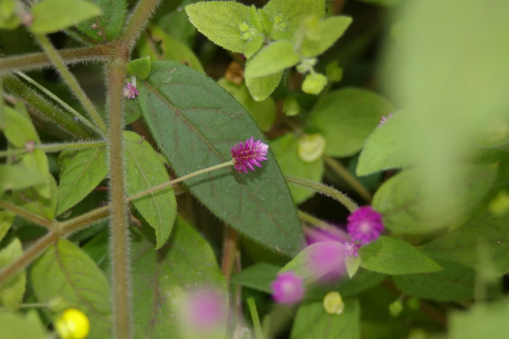 Gomphrena Globosa