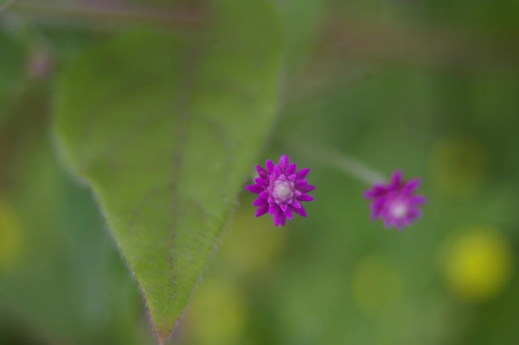 Gomphrena Globosa