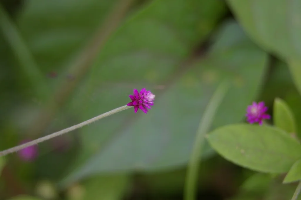 Gomphrena Globosa