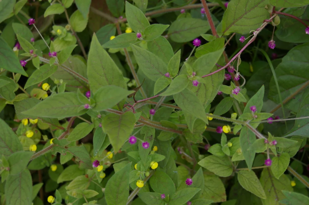 Gomphrena Globosa