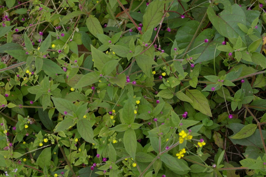 Gomphrena Globosa