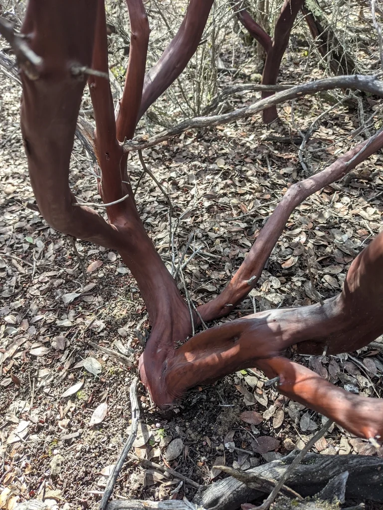 Arctostaphylos stanfordiana