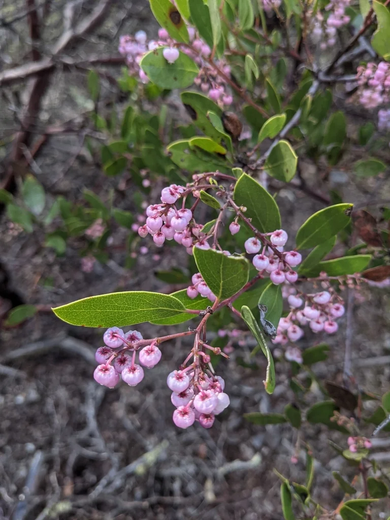 Arctostaphylos stanfordiana