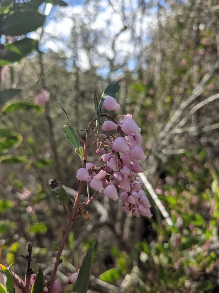 Arctostaphylos stanfordiana