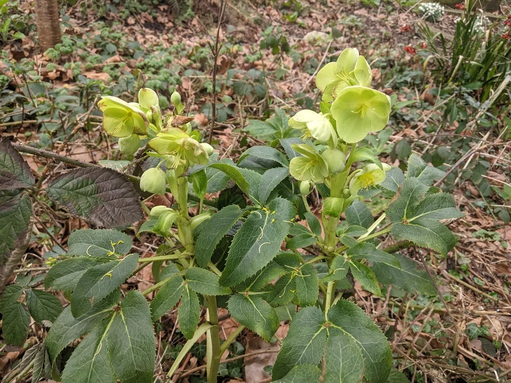 Helleborus Argutifolius