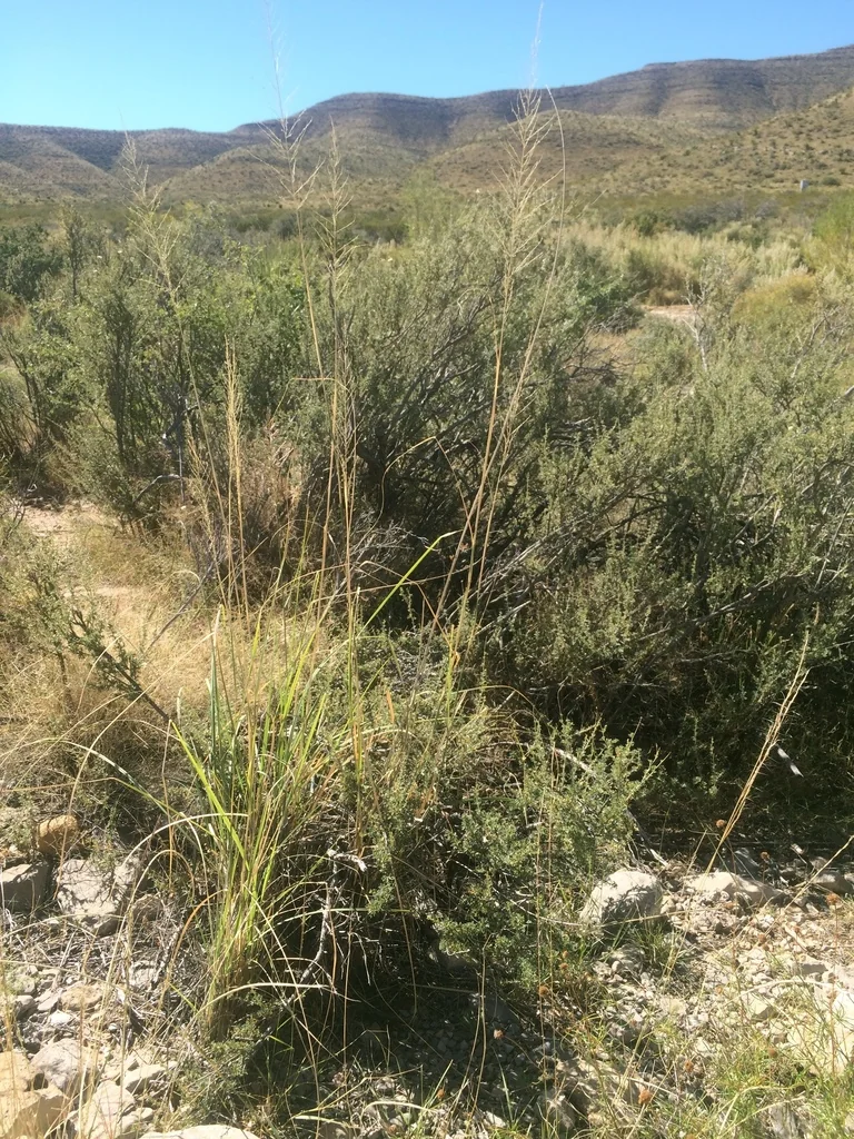 Sporobolus Wrightii