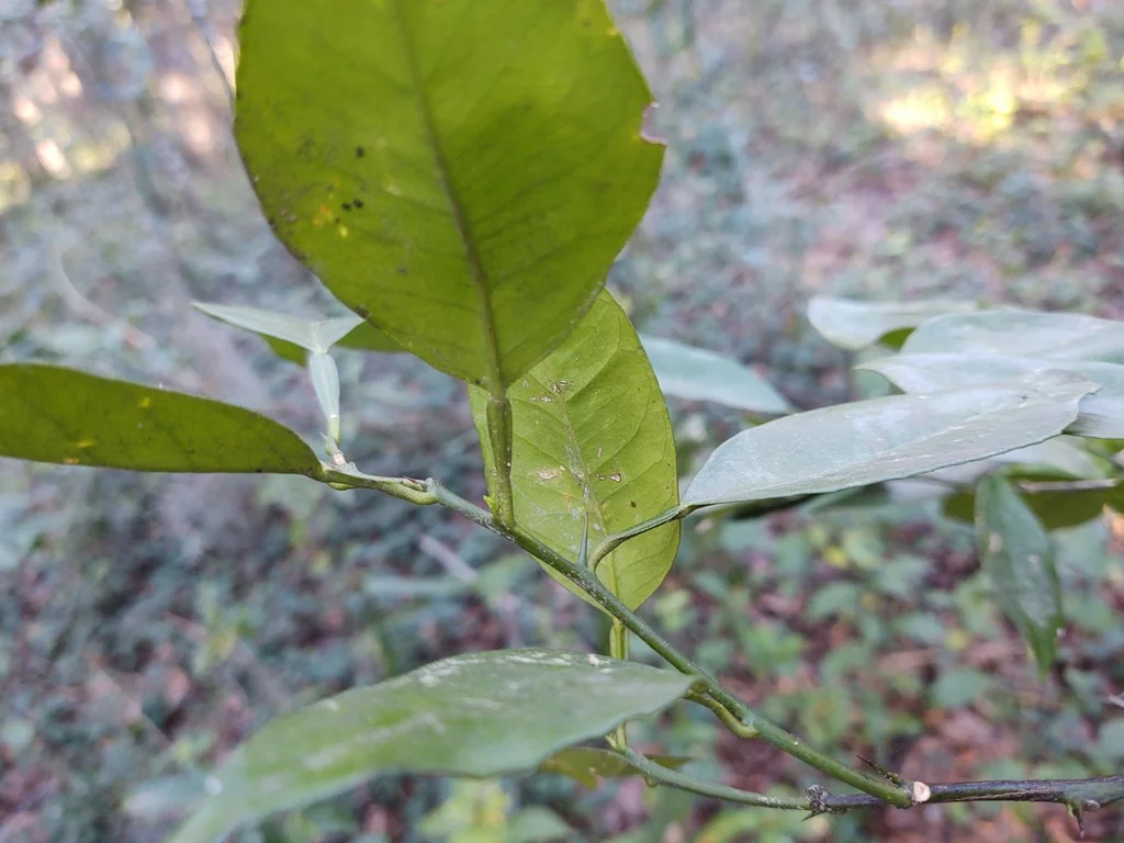 Citrus Aurantium