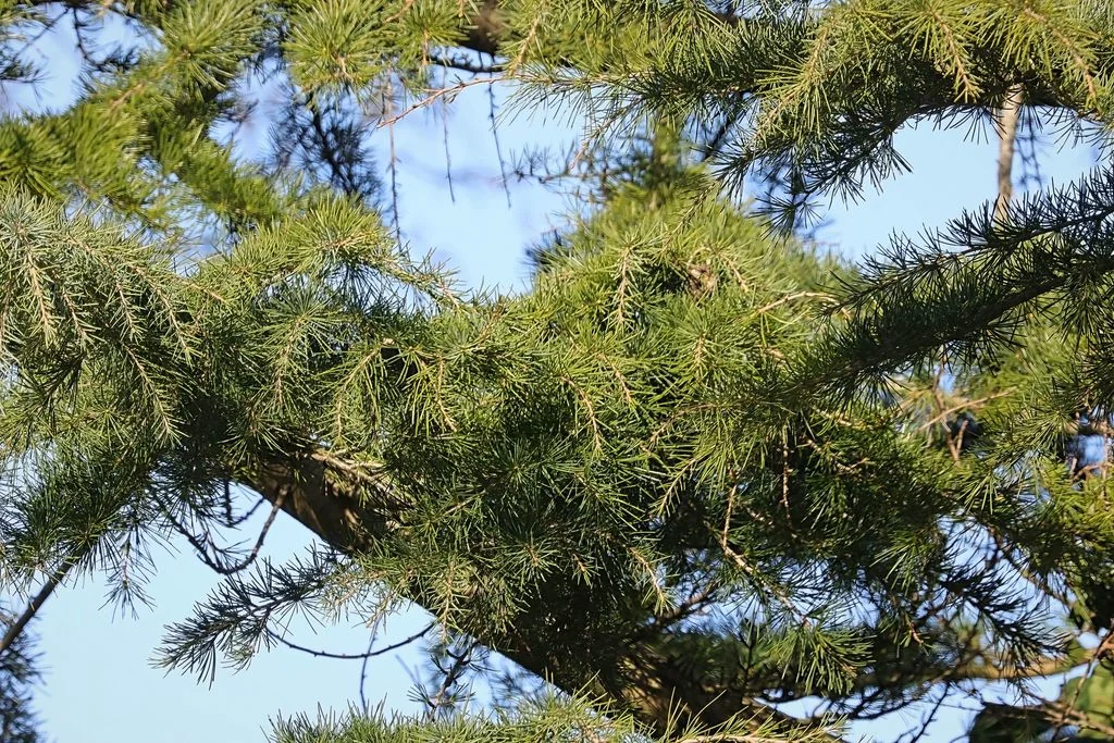Cedrus Deodara