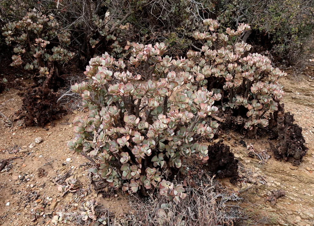 Crassula Arborescens