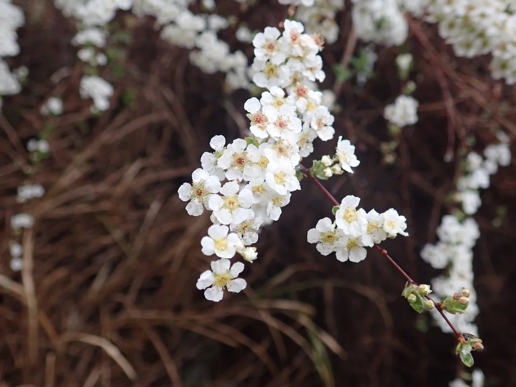 Spiraea Prunifolia
