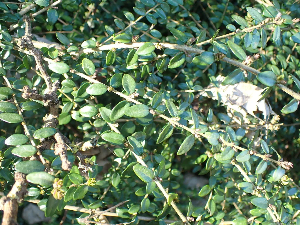Lonicera Nitida